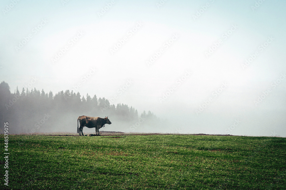Fototapeta premium cow in the field