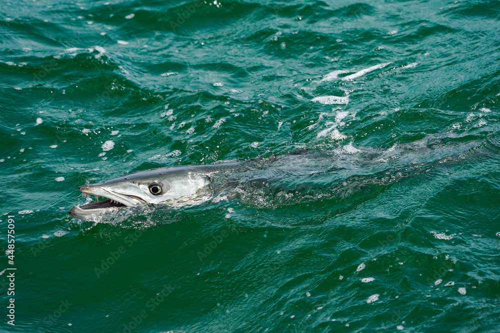 Fototapeta premium Great Barracuda - Florida