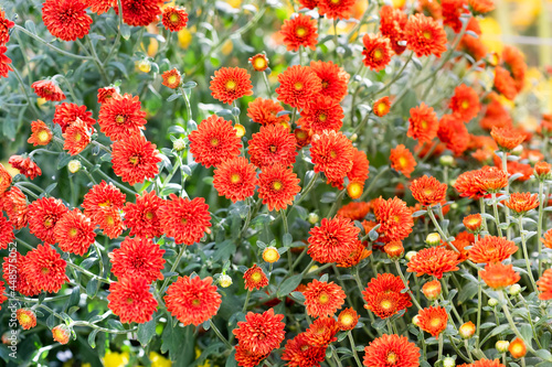 Floral wallpaper with many blooming mums. Red chrysanthemum flowers field background. Selective focus photo. Sunny day garden landscape © besjunior