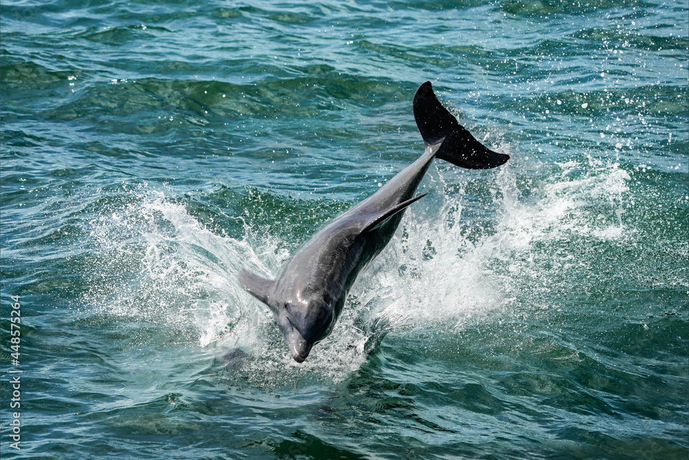 Fototapeta premium Dolphin Spectacular Splash