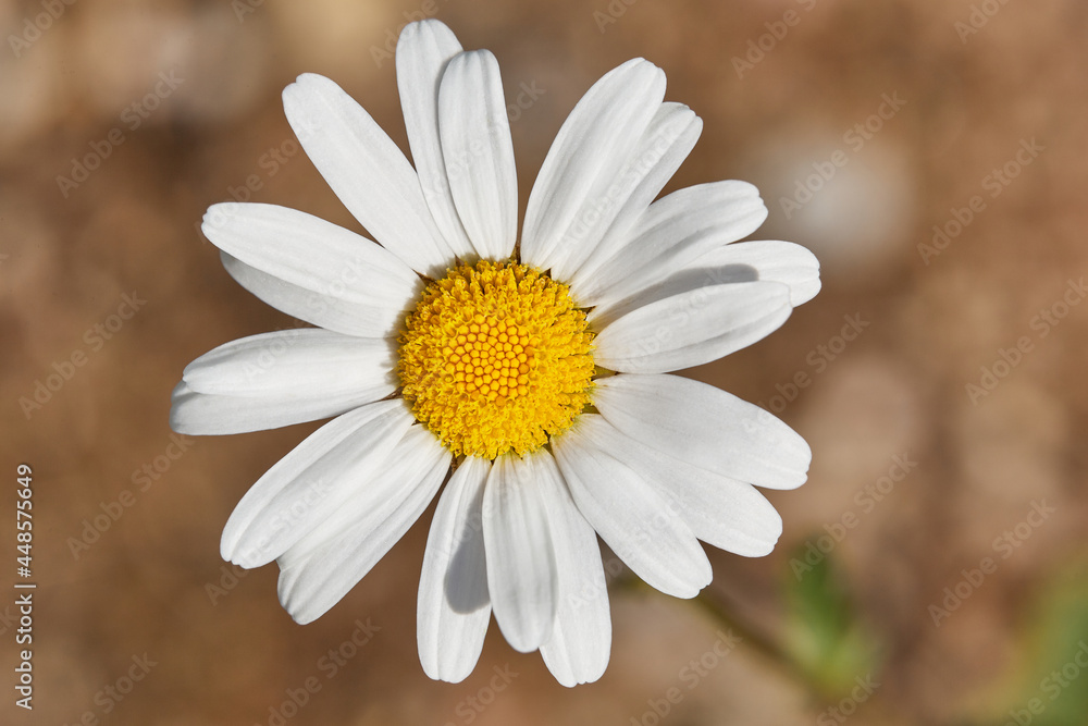 Close up of a beautiful daisy flower on brown background. Close up of a beautiful daisy flower on brown background.