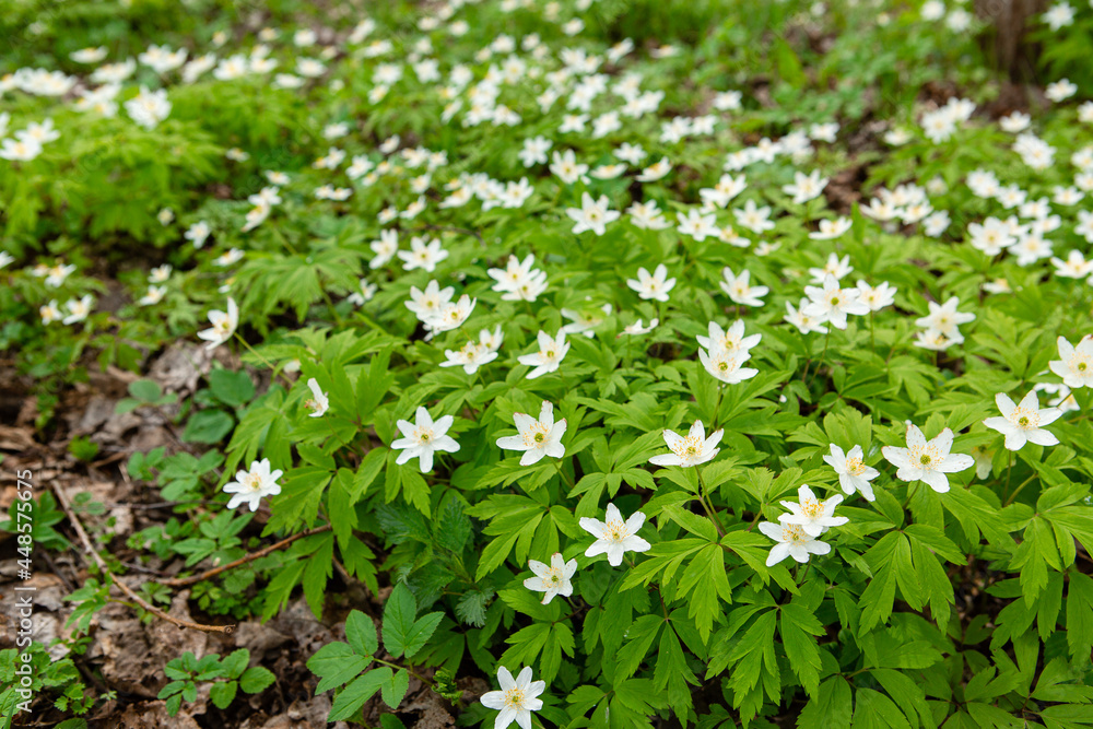 Spring forest and beautiful , white anemones. Anemone nemorosa Spring forest and beautiful , white anemones. Anemone nemorosa