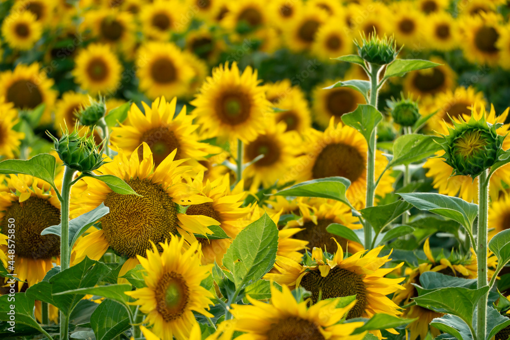 Fototapeta premium A large agricultural field for growing sunflower on an industrial scale. Beautiful flowers and sunflower leaves close-up in the light of the setting sun. Production of oil and livestock feed