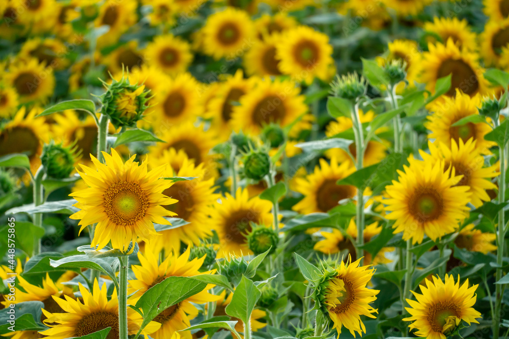 A large agricultural field for growing sunflower on an industrial scale. Beautiful flowers and sunflower leaves close-up in the light of the setting sun. Production of oil and livestock feed A large agricultural field for growing sunflower on an industrial scale. Beautiful flowers and sunflower leaves close-up in the light of the setting sun. Production of oil and livestock feed