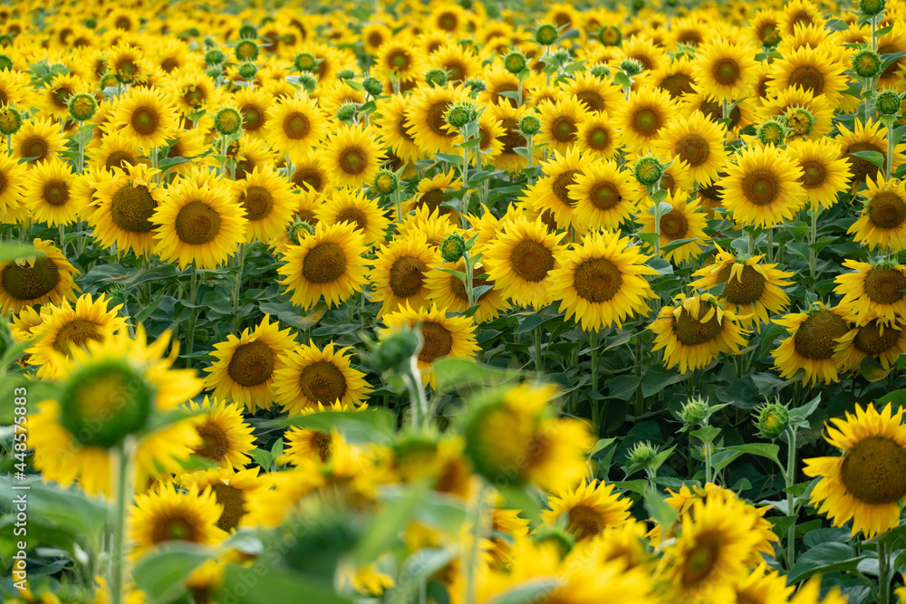 A large agricultural field for growing sunflower on an industrial scale. Beautiful flowers and sunflower leaves close-up in the light of the setting sun. Production of oil and livestock feed A large agricultural field for growing sunflower on an industrial scale. Beautiful flowers and sunflower leaves close-up in the light of the setting sun. Production of oil and livestock feed