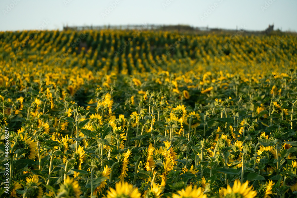 Obraz premium A large agricultural field for growing sunflower on an industrial scale. Beautiful flowers and sunflower leaves close-up in the light of the setting sun. Production of oil and livestock feed
