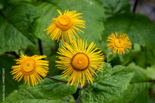 Wild plant, flower, scienti...