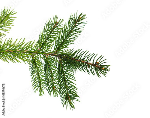 branch of Christmas tree with cones isolated on white background	