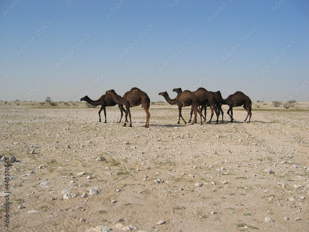 Camels in the Desert