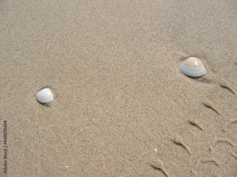 shells on the beach