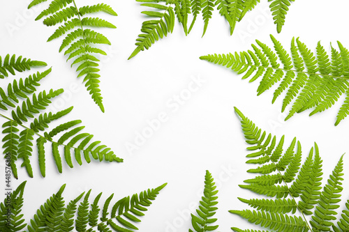 Beautiful tropical fern leaves on white background, top view. Space for text