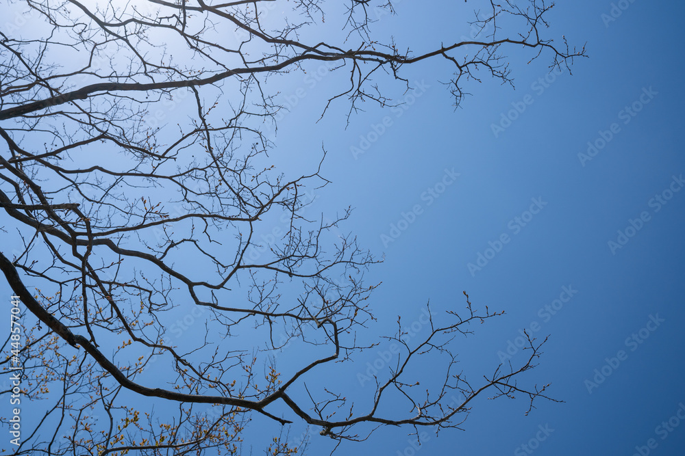 Bare tree branches outstretched against the winter blue sky background Bare tree branches outstretched against the winter blue sky background