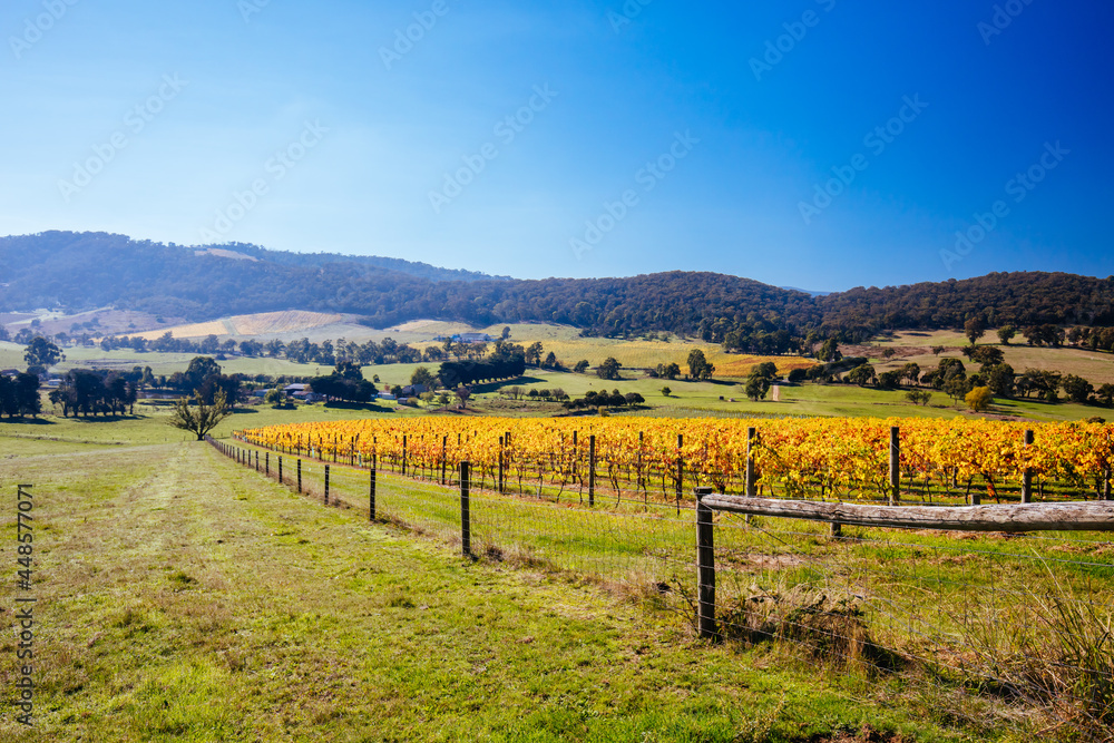 Yarra Valley Vineyard and Landscape in Australia