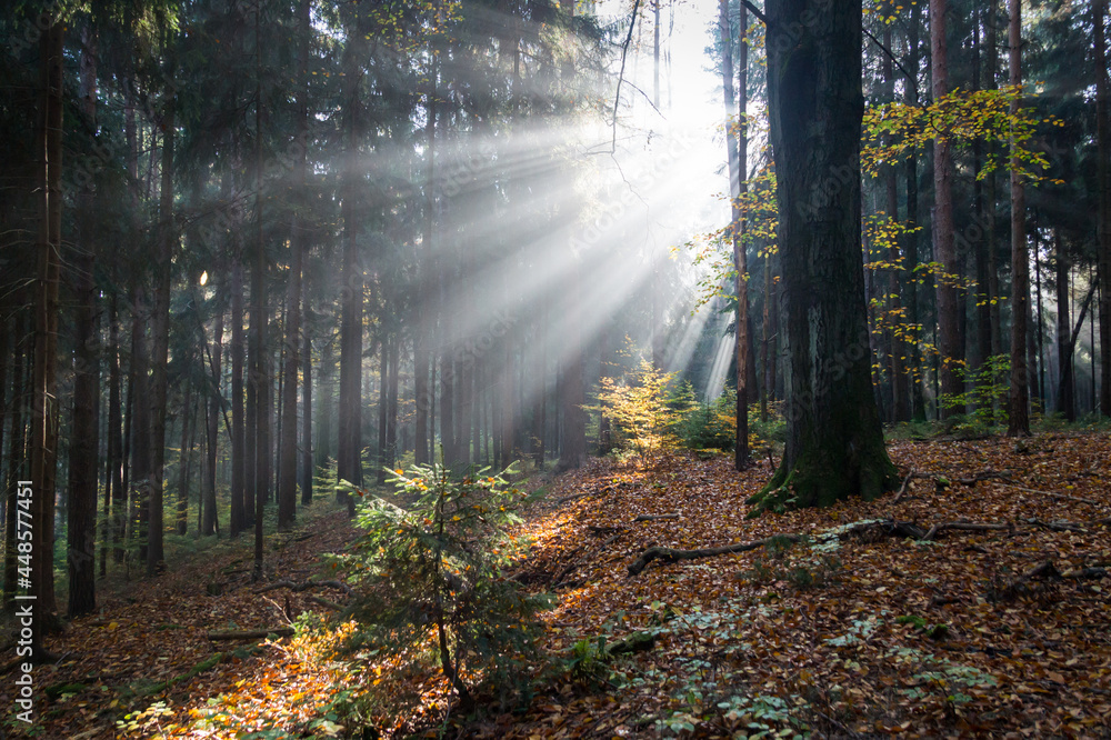 Fototapeta premium magical lights and dark shadows of tree trunks in the fairy tale forest