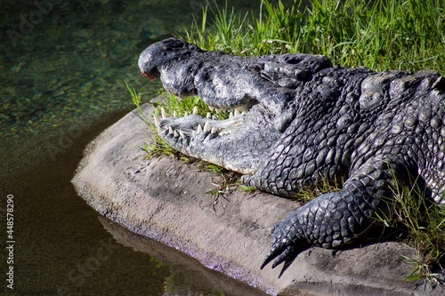 Принти на полотні A Crocodile Sunbathing