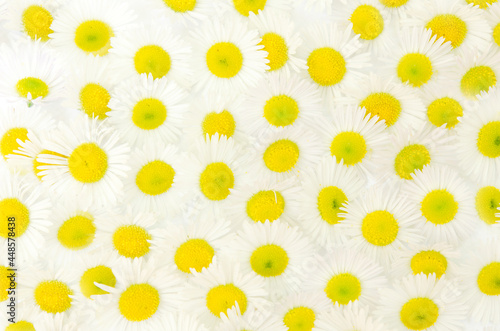 Beautiful flowers composition. Daisy pattern, spring and summer chamomile white flowers. Flat lay, top view, copy space	