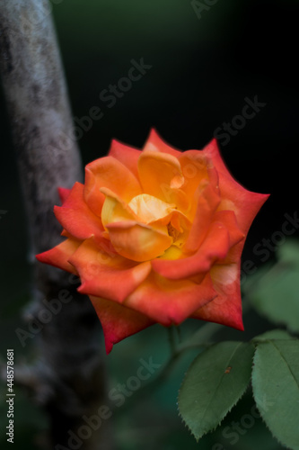 red and yellow rose
