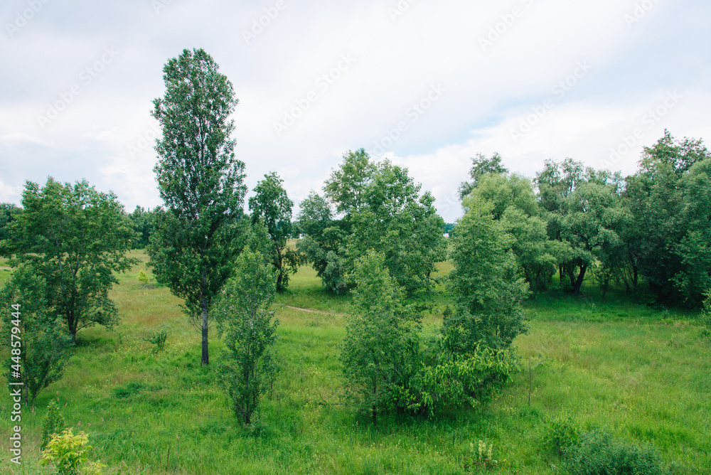 Spring meadow with large trees with fresh green leaves.	