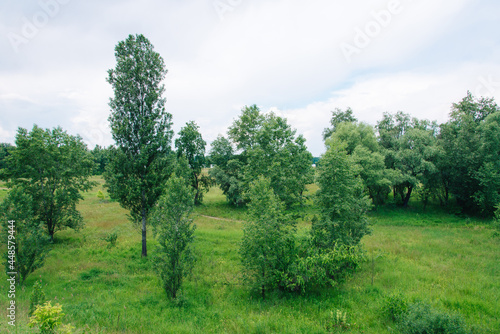 Spring meadow with large trees with fresh green leaves. 