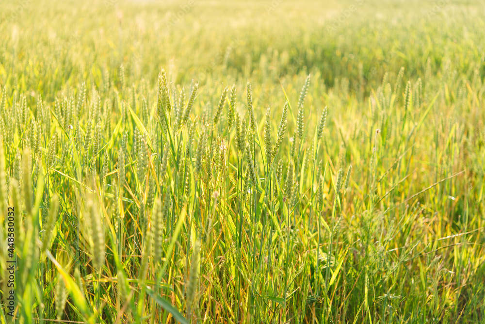 Wheat fields. Ears of golden wheat close up. Beautiful Nature Landscape. Rural landscapes in shining sunlight. Background of the ripening of the ears of a wheat field. Rich harvest concept.