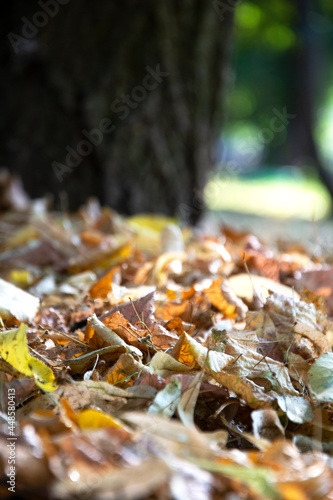 Autumn. Dry autumn leaves out of focus. Yellow old foliage on the ground in the park.