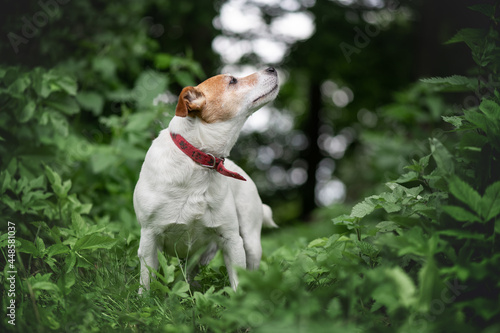 Jack russel terrier dog in green spring forest