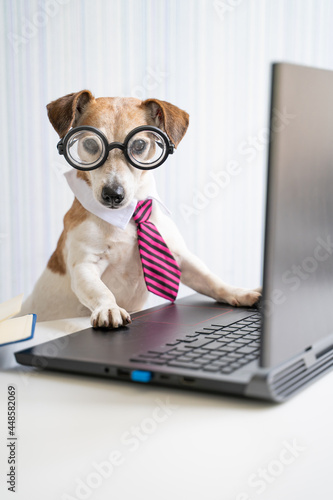 Smart dog office worker using laptop at work desk online consultation conference. Pet wearing glasses and tie. Freelancer work from home office Social distancing lifestyle. Looking at camera. Vertical