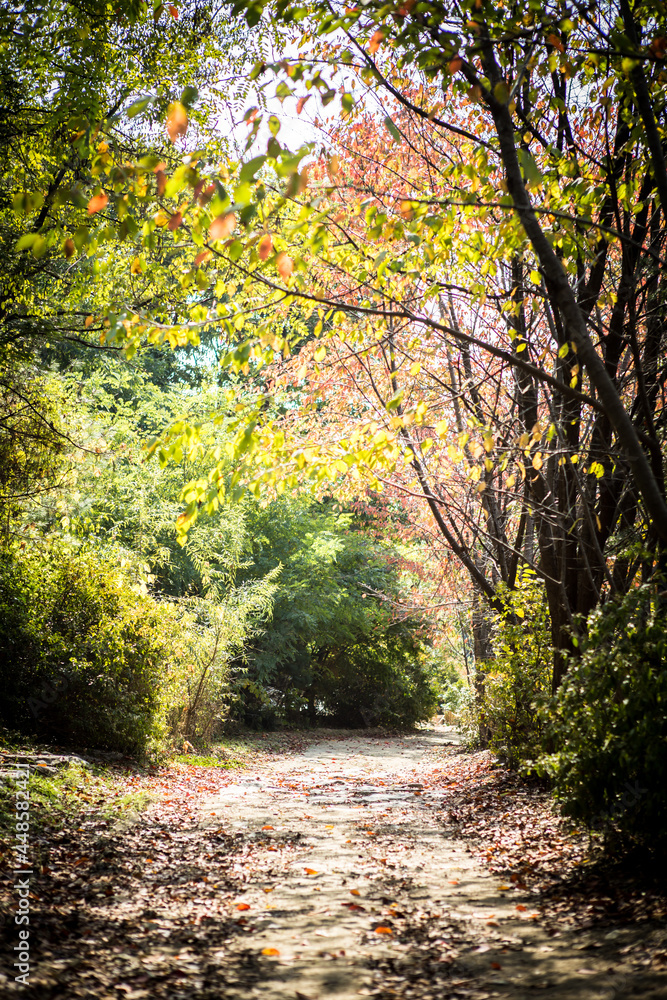 Obraz premium 한국의 가을 낙엽