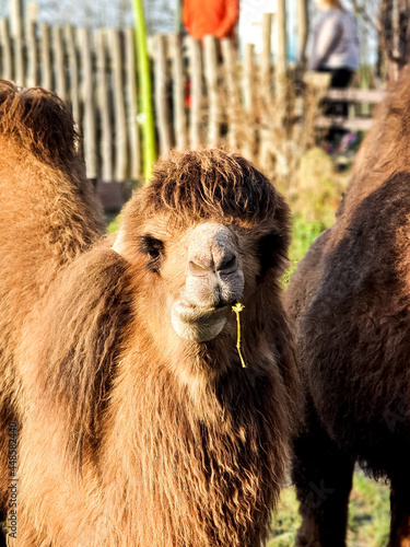 portrait of a camel