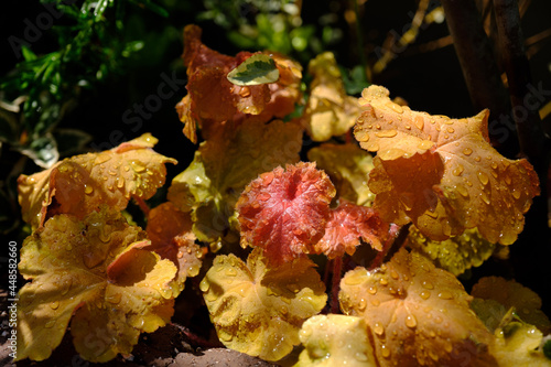 oak leaves in autumn