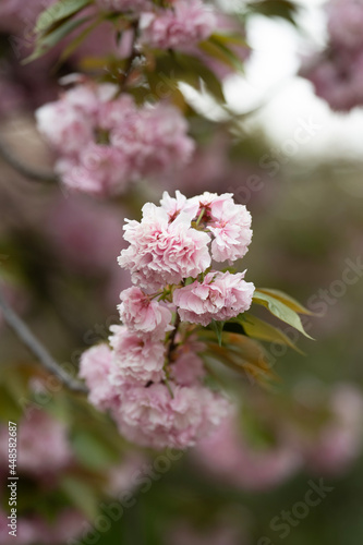 pink cherry blossom