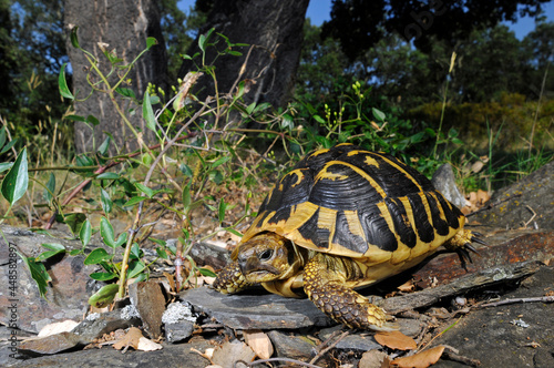 Hermann's tortoise // Griechische Landschildkröte (Testudo hermanni hermanni) - Spain // Spanien  photo