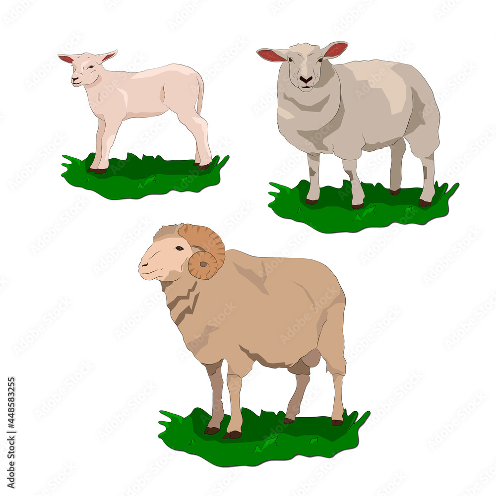 lamb_sheep_ram