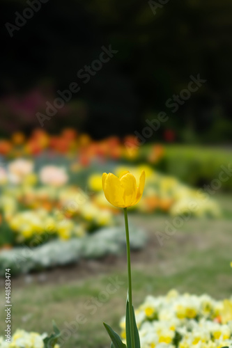 field of flowers