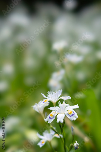 daisies in the field