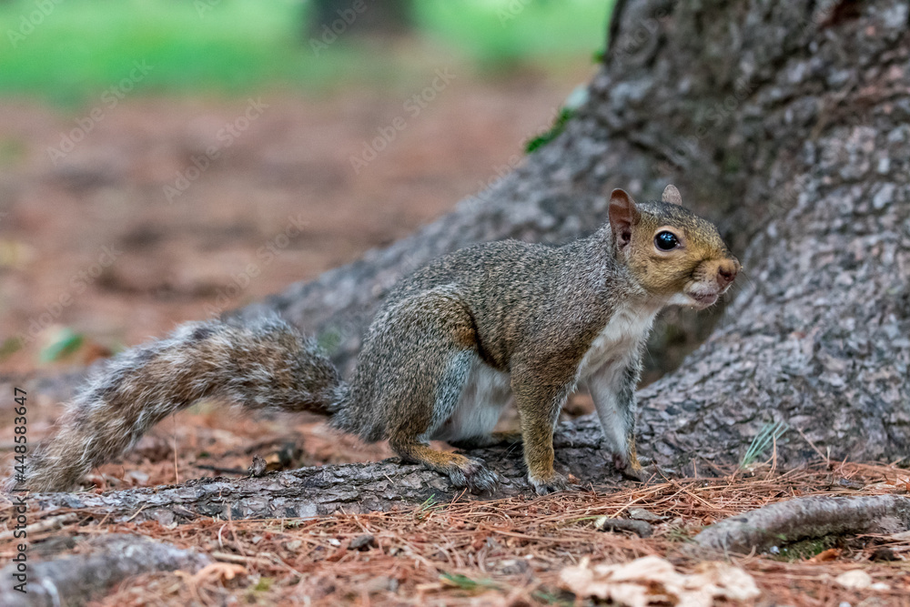 Naklejka premium Exemplary of Sciurus Carolinensis, the gray squirrel native of North America that populates some Italian parks in the Region of Lombardy, Piedmont and Liguria