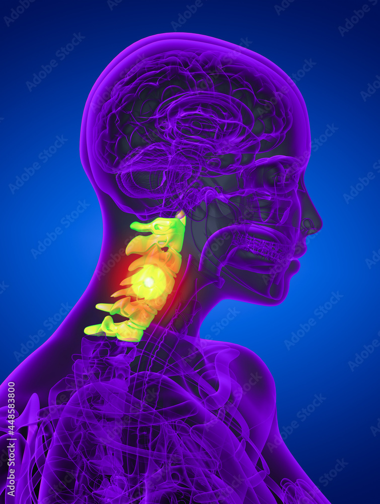 3d render medical illustration of the cervical spine 3d render medical illustration of the cervical spine