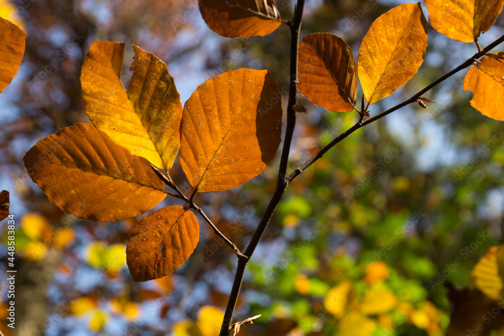 beautiful sunny golden brown beech leaves in the tranquil autumn forest beautiful sunny golden brown beech leaves in the tranquil autumn forest
