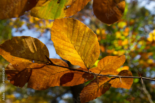 beautiful sunny golden brown beech leaves in the tranquil autumn forest