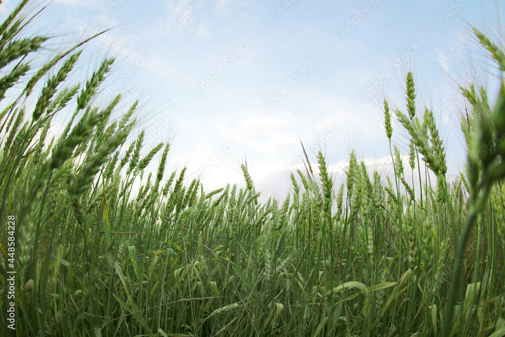 Beautiful view of wheat field, fish eye effect Beautiful view of wheat field, fish eye effect