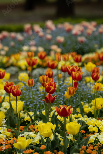 flowers in the garden