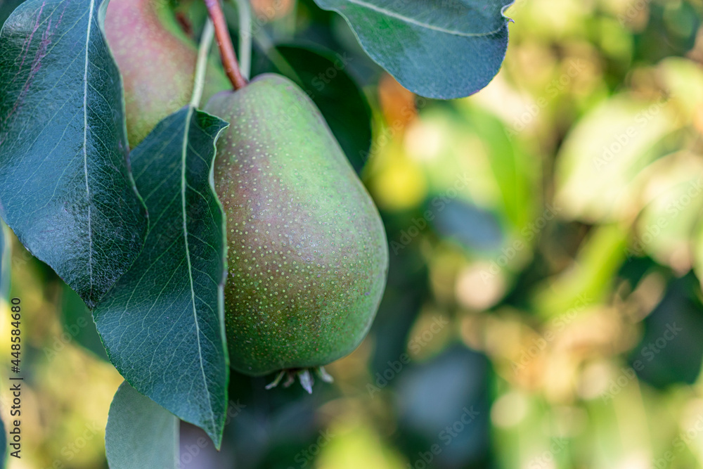 Pears on a tree branch. Fresh fruits on the farm. Growing pears in