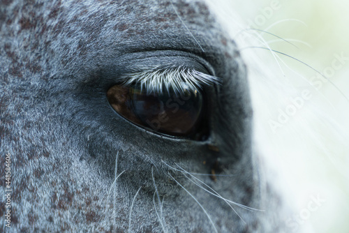 Eye of a gray horse close up