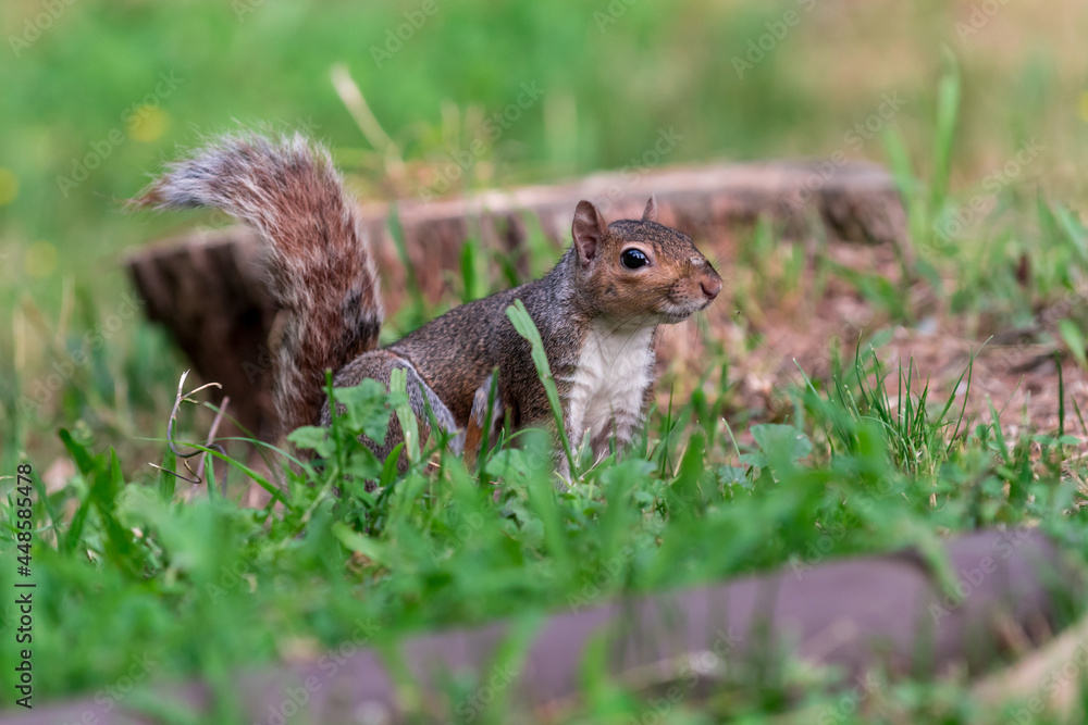 Exemplary of Sciurus Carolinensis, the gray squirrel native of North America that populates some Italian parks in the Region of Lombardy, Piedmont and Liguria Exemplary of Sciurus Carolinensis, the gray squirrel native of North America that populates some Italian parks in the Region of Lombardy, Piedmont and Liguria