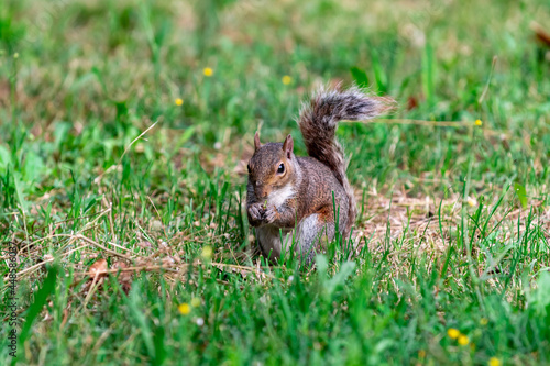 Exemplary of Sciurus Carolinensis, the gray squirrel native of North America that populates some Italian parks in the Region of Lombardy, Piedmont and Liguria