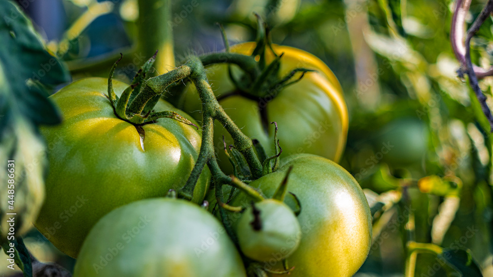 Garden tomatoes on the bush. Spicy vegetables on the farm. Growing natural tomatoes in natural conditions without pescides. Non-GMO products. Selective focus.