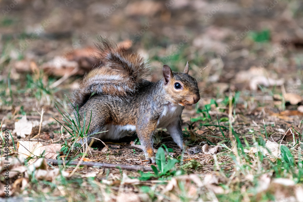 Exemplary of Sciurus Carolinensis, the gray squirrel native of North America that populates some Italian parks in the Region of Lombardy, Piedmont and Liguria Exemplary of Sciurus Carolinensis, the gray squirrel native of North America that populates some Italian parks in the Region of Lombardy, Piedmont and Liguria