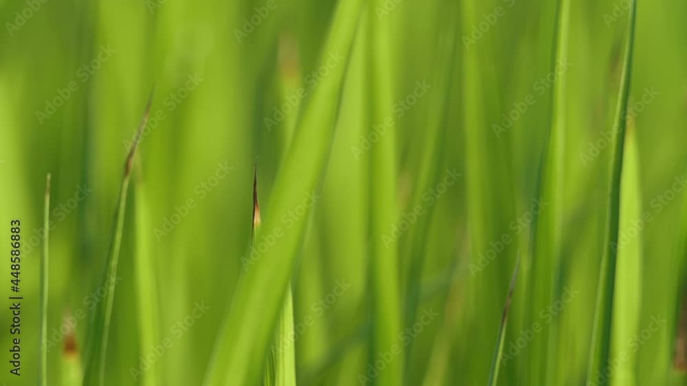 Background of rice leaves, rice plants, swaying in the wind, Soft focus Background of rice leaves, rice plants, swaying in the wind, Soft focus