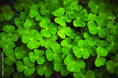 Green clover leaves close up