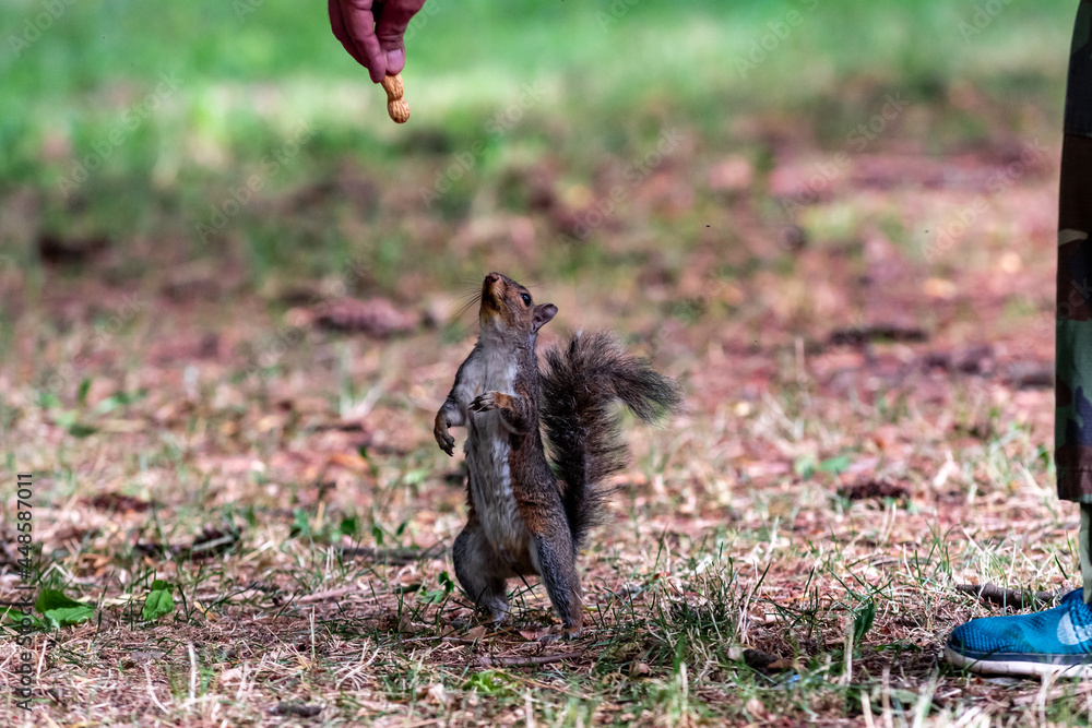Obraz premium Exemplary of Sciurus Carolinensis, the gray squirrel native of North America that populates some Italian parks in the Region of Lombardy, Piedmont and Liguria